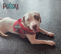 Petey - Photo 3