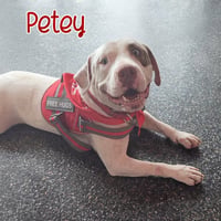 Petey - Photo 2