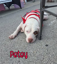 Petey - Photo 4