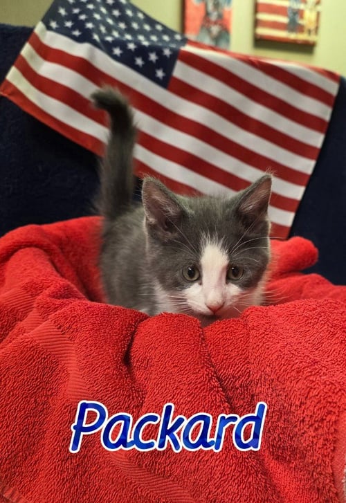 PACKARD - Domestic Medium Hair available for adoption