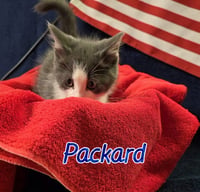 Packard - Photo 2