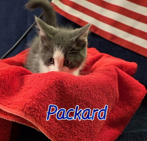 PACKARD - Domestic Medium Hair available for adoption