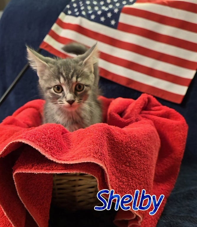 Shelby Image