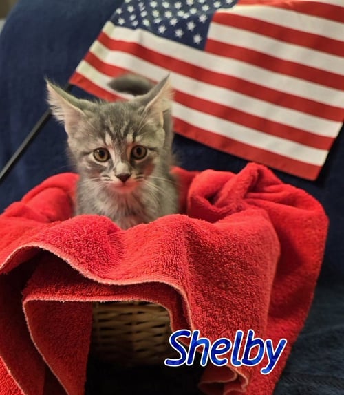 SHELBY - Domestic Short Hair available for adoption