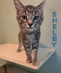 Shelby - Photo 3