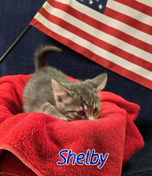 SHELBY - Domestic Short Hair available for adoption