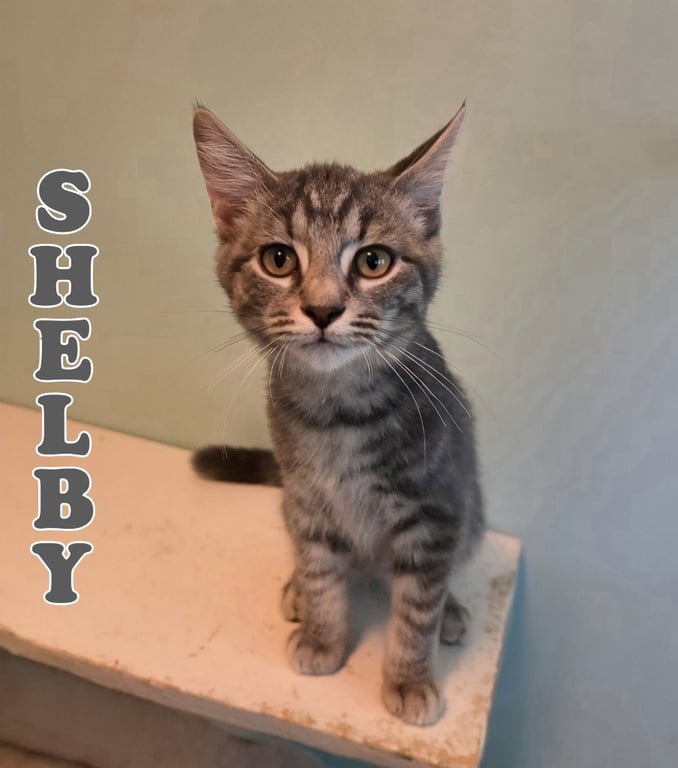 Shelby Image