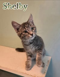 Shelby - Photo 2