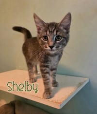 Shelby - Photo 4