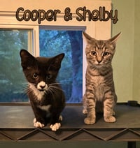 Shelby - Photo 2