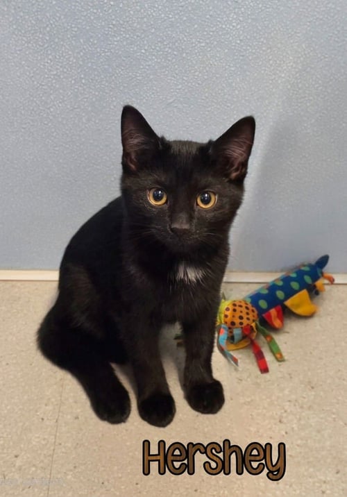 HERSHEY - Domestic Short Hair available for adoption