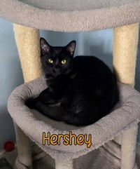 Hershey - Photo 4