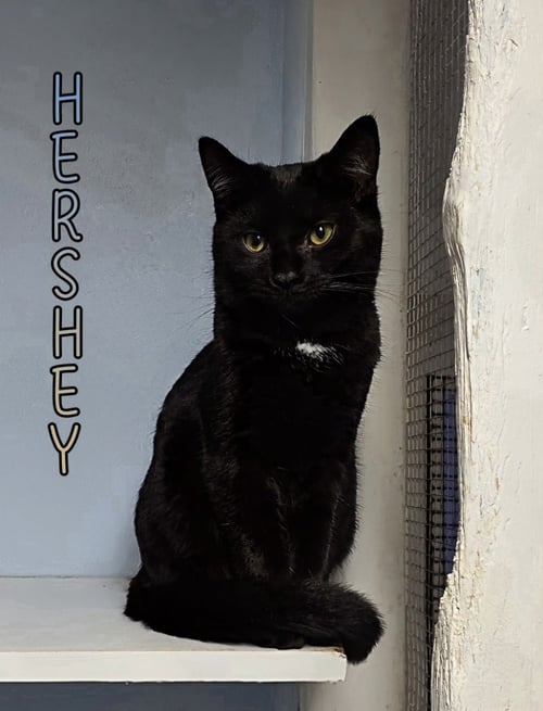 HERSHEY - Domestic Short Hair available for adoption