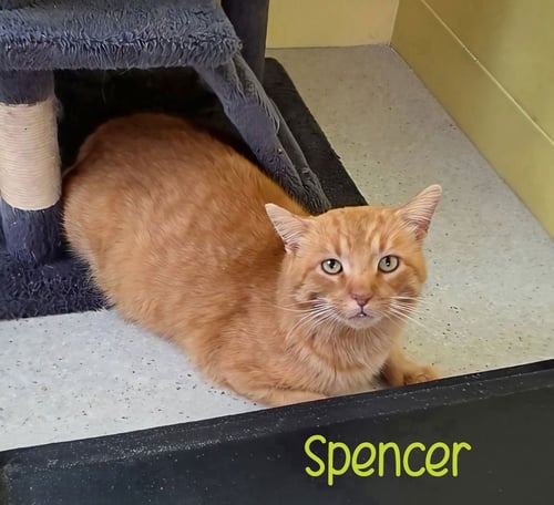 SPENCER - Domestic Short Hair available for adoption