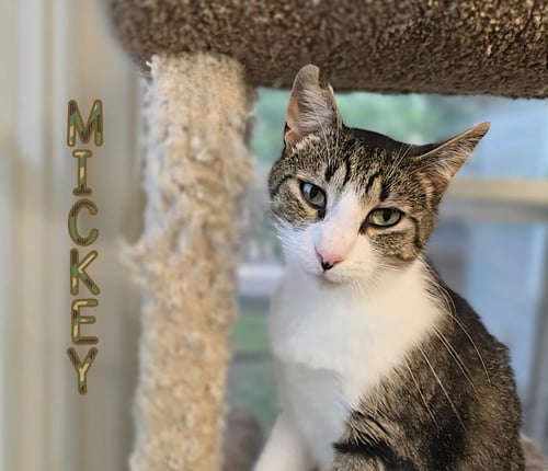 MICKEY - Domestic Short Hair for adoption in Toledo
