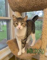 Mickey - Photo 4