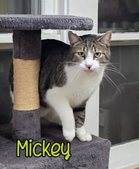 Mickey - Photo 2