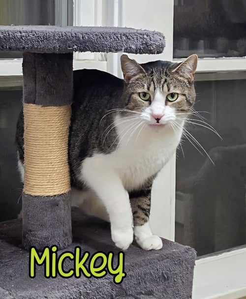 MICKEY - Domestic Short Hair available for adoption