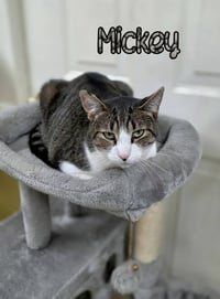 Mickey - Photo 3