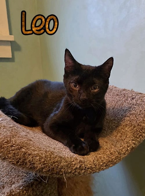LEO - Domestic Short Hair available for adoption