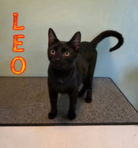 Leo - Photo 4