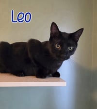 Leo - Photo 2