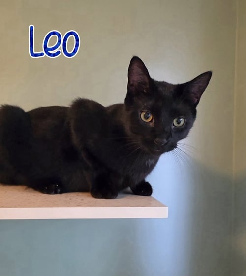 LEO - Domestic Short Hair available for adoption