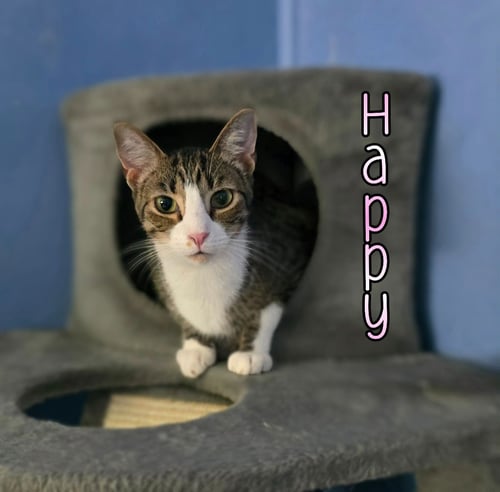 HAPPY - Domestic Short Hair available for adoption