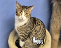 Happy - Photo 4