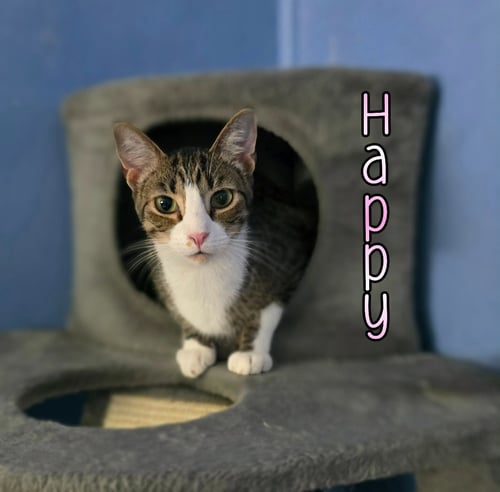 HAPPY - Domestic Short Hair available for adoption