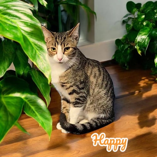 HAPPY - Domestic Short Hair available for adoption