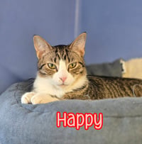 Happy - Photo 3