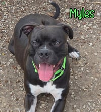 Myles - Photo 4