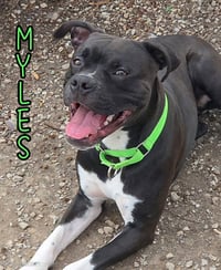 Myles - Photo 3