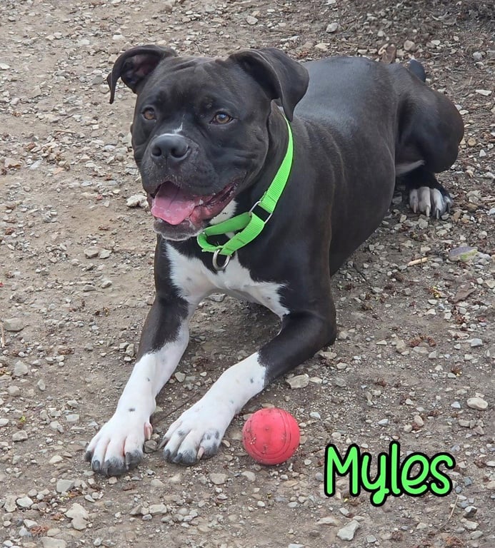 Myles Image