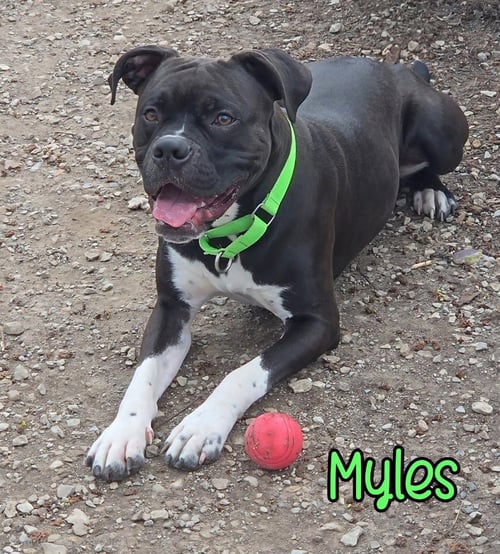 MYLES - Boxer for adoption in Toledo