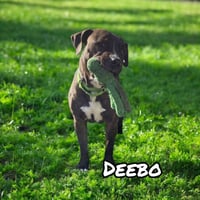 Deebo - Photo 2