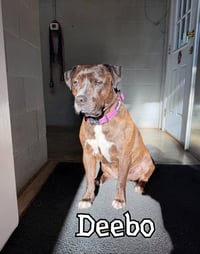 Deebo - Photo 3