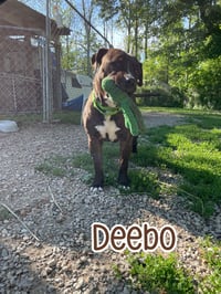 Deebo - Photo 4