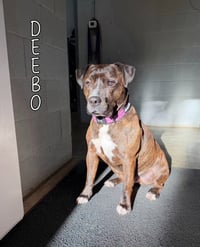 Deebo - Photo 1