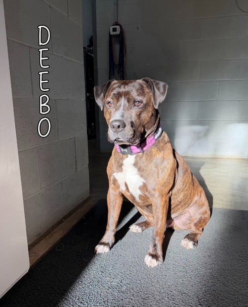 DEEBO - Mastiff / American Staffordshire Terrier for adoption in Toledo