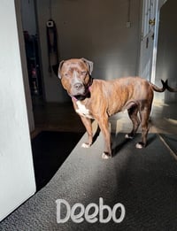Deebo - Photo 4