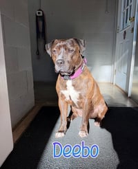 Deebo - Photo 2