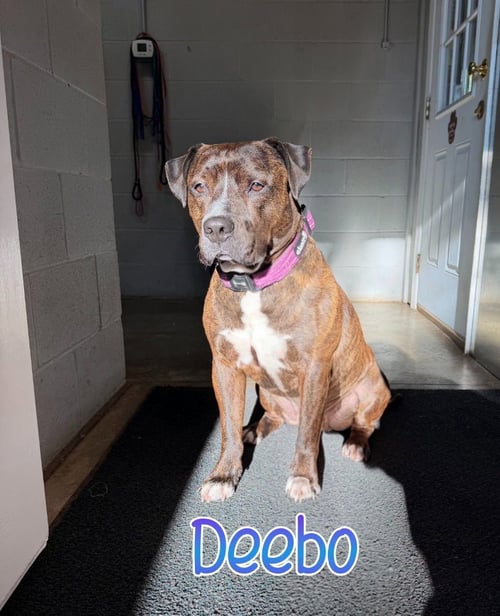 DEEBO - Mastiff / American Staffordshire Terrier available for adoption