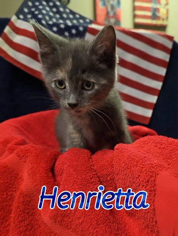 Henrietta Image