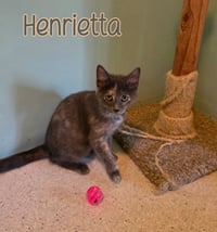 Henrietta - Photo 3