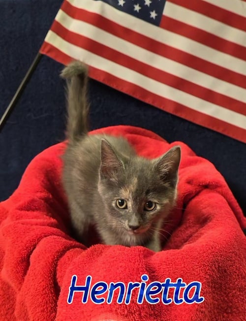 HENRIETTA - Domestic Short Hair available for adoption