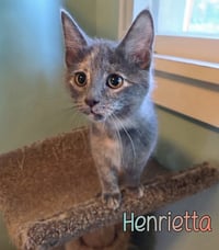 Henrietta - Photo 1