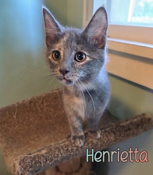 HENRIETTA - Domestic Short Hair for adoption in Toledo