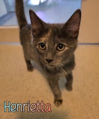 Henrietta - Photo 4